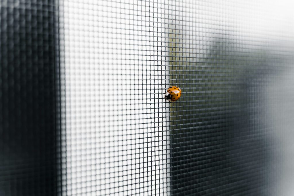 a ladybug on a web